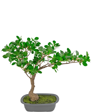 Den konstgjorda växten Bonsai Ficus 40 cm har en smal, böjd stam med täta gröna blad i en grund rektangulär kruka med mossa på, mot en vit bakgrund.