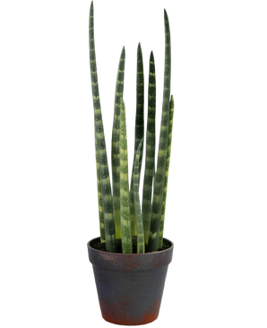 De Kunst Sansevieria Cylindrica 43 cm is een slangenplant in pot met hoge, rechtopstaande groene bladeren en subtiele horizontale strepen, tegen een effen witte achtergrond.