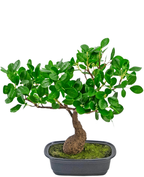 Den konstgjorda växten Bonsai Ficus 30 cm har en liten, böjd stam och täta glänsande gröna blad, i en grund svart kruka med mossa. Den är perfekt för alla rum och sticker ut vackert mot en vanlig vit bakgrund.