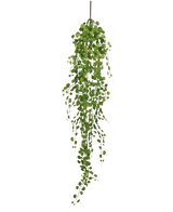 De Kunst hangplant Pumila 100 cm heeft een lange slingerende liaan met kleine, ronde groene blaadjes die aan een enkele stengel hangen, tegen een effen witte achtergrond.