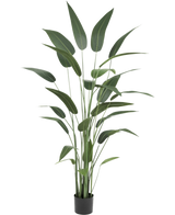 Kunstplant Heliconia 180 cm met lange, slanke groene bladeren in een zwarte pot op een witte achtergrond-een stijlvolle keuze voor wie kunstplanten koopt of realistische kunstplanten aan het interieur wil toevoegen.