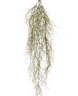 De Kunst hangplant Sudo 110 cm heeft dunne, warrige bruingroene stengels tegen een witte achtergrond - ideaal voor het toevoegen van sfeer in huis zonder onderhoud.