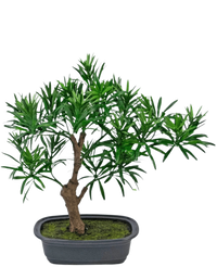 Konstgjord växt Bonsai Podocarpus 30 cm