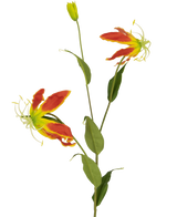 Den konstgjorda blomman Gloriosa 81 cm röd/gul har två öppna röda och gula gloriosa liljablommor, en sluten knopp och ett antal långa gröna blad, allt mot en vanlig vit bakgrund.
