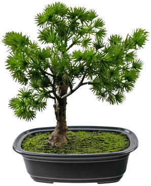 Den konstgjorda växten Bonsai Juniper 20 cm har täta, taggiga gröna blad i en rektangulär svart kruka med mossa, mot en vanlig vit bakgrund.