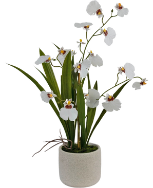 De Kunst Oncidium Real Touch 48 cm wit heeft levensechte witte orchideeën met groene bladeren, prachtig gerangschikt in een eenvoudige, ronde, lichtgekleurde pot van keramiek.