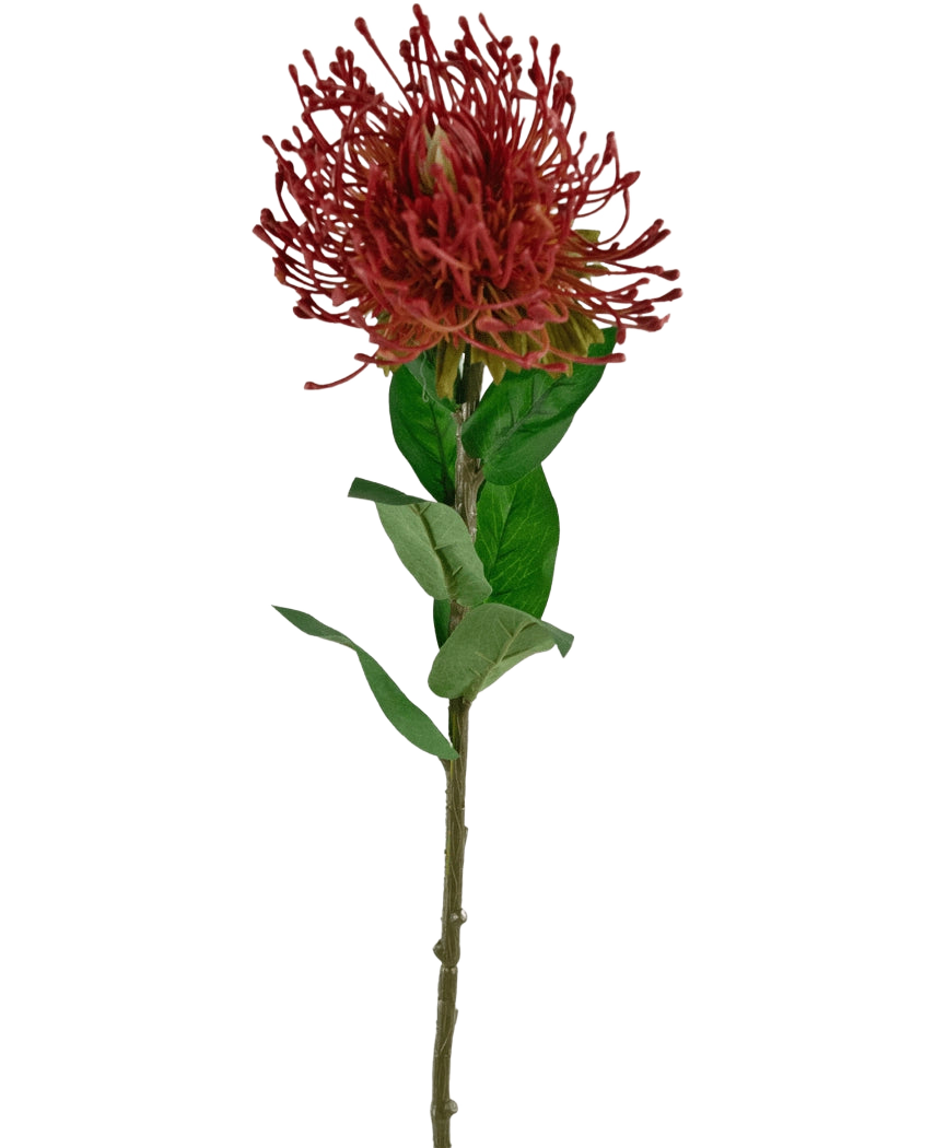 Den konstgjorda blomman Protea 73 cm röd har en enda röd nålkudde protea med taggiga kronblad och gröna blad på en lång, tunn stjälk, mot en vit bakgrund.