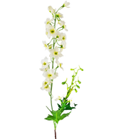 Den konstgjorda blomman Delphinium 79 cm vit har en enda stjälk av vita delphiniumblommor med gröna blad och knoppar, isolerade på en vit bakgrund.