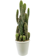 De Kunst Cactus 62 cm heeft hoge, groene, rechtopstaande stelen met stekels en wordt geleverd in een witte pot gevuld met kiezels, tegen een effen witte achtergrond.