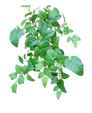 The Artificial Hanging House Vine Green 70cm har gröna blad med tandade kanter och synliga ådror på tunna, grenade stjälkar, mot en vanlig vit bakgrund.