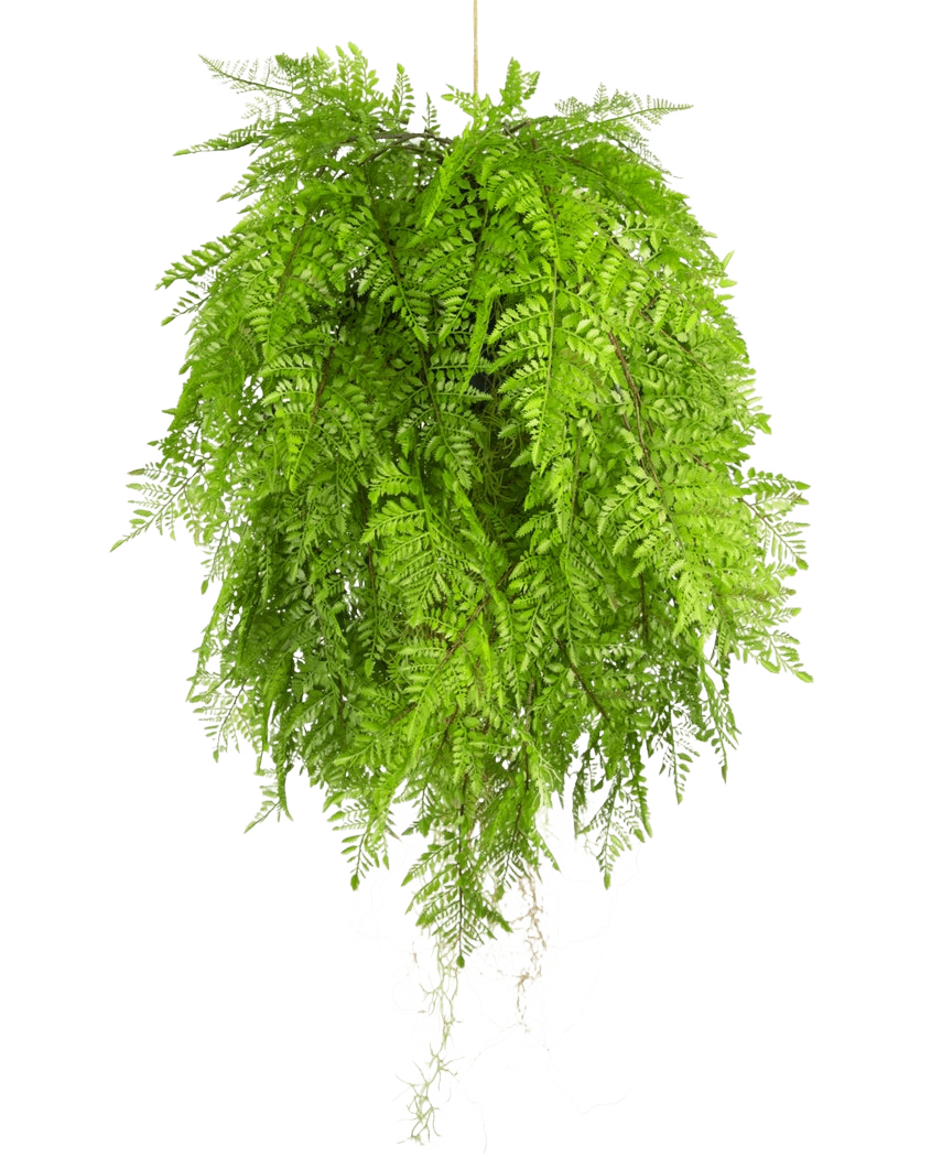 Den konstgjorda hängväxten Ormbunke med rötter d80 cm med hängsystem har långa, graciösa blad och är perfekt för en stilren inredning mot en vit bakgrund.