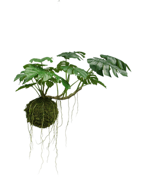 Den konstgjorda hängväxten Monstera Deluxe 60 cm har stora gröna blad och långa rötter som hänger från en mosskula, vilket skapar en tropisk atmosfär mot en vit bakgrund.