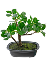 Den konstgjorda växten Bonsai Ficus 20 cm har tjocka, ovala gröna blad och placeras i en grund svart kruka med mossjord, mot en vanlig vit bakgrund.