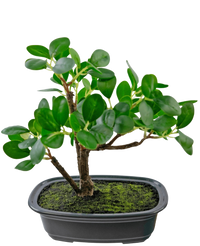 Konstgjord växt Bonsai Ficus 20 cm