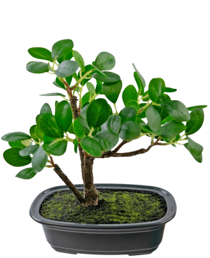 Den konstgjorda växten Bonsai Ficus 20 cm har tjocka, ovala gröna blad och placeras i en grund svart kruka med mossjord, mot en vanlig vit bakgrund.