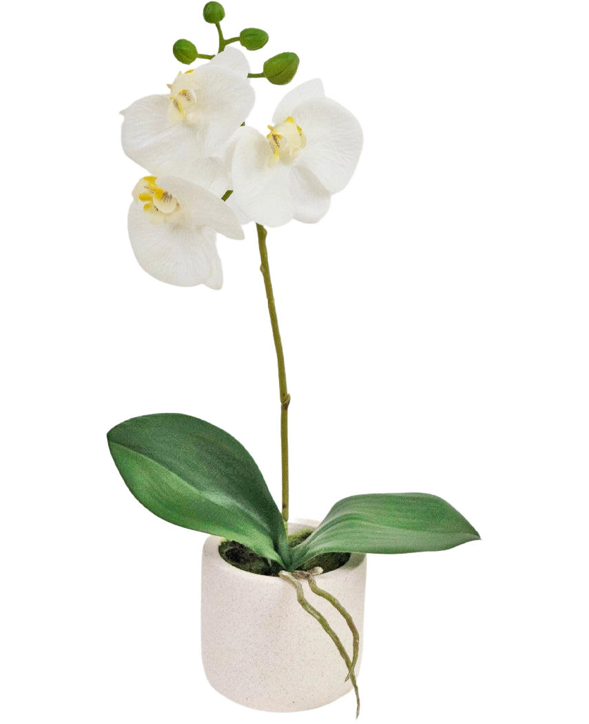 Artificiell Orchid Real Touch 30 cm vit har verklighetstrogna vita orkidéblommor och gröna blad i en liten vit kruka, perfekt för att lägga till elegans till alla utrymmen.
